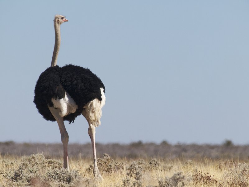 Etosha National Park, Ostrich